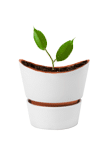 plant1