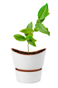 plant2