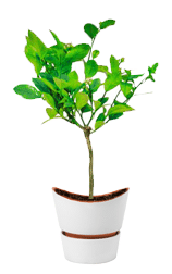 plant3