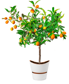 plant4